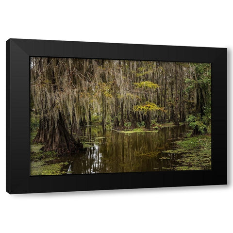 Cypress trees and Spanish moss lining shoreline of Caddo Lake-Uncertain-Texas Black Modern Wood Framed Art Print with Double Matting by Jones, Adam