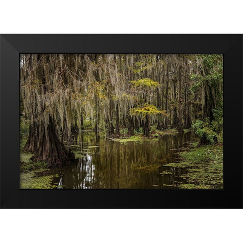 Cypress trees and Spanish moss lining shoreline of Caddo Lake-Uncertain-Texas Black Modern Wood Framed Art Print by Jones, Adam
