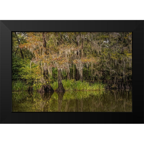 Cypress trees and Spanish moss lining shoreline of Caddo Lake-Uncertain-Texas Black Modern Wood Framed Art Print by Jones, Adam