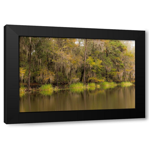 Cypress trees and Spanish moss lining shoreline of Caddo Lake-Uncertain-Texas Black Modern Wood Framed Art Print by Jones, Adam