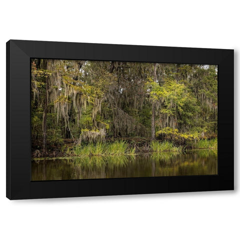 Cypress trees and Spanish moss lining shoreline of Caddo Lake-Uncertain-Texas Black Modern Wood Framed Art Print with Double Matting by Jones, Adam