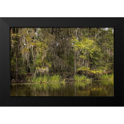 Cypress trees and Spanish moss lining shoreline of Caddo Lake-Uncertain-Texas Black Modern Wood Framed Art Print by Jones, Adam