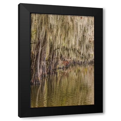 Cypress trees and Spanish moss lining shoreline of Caddo Lake-Uncertain-Texas Black Modern Wood Framed Art Print by Jones, Adam