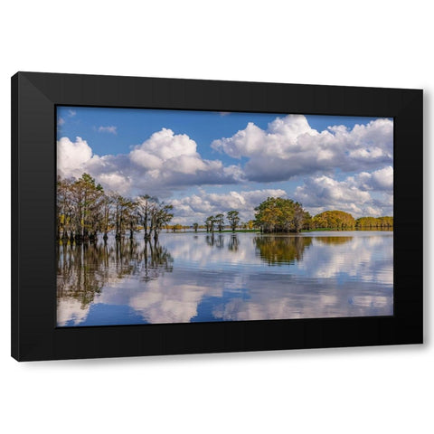 Bald cypress trees in autumn reflected on lake Caddo Lake-Uncertain-Texas Black Modern Wood Framed Art Print by Jones, Adam