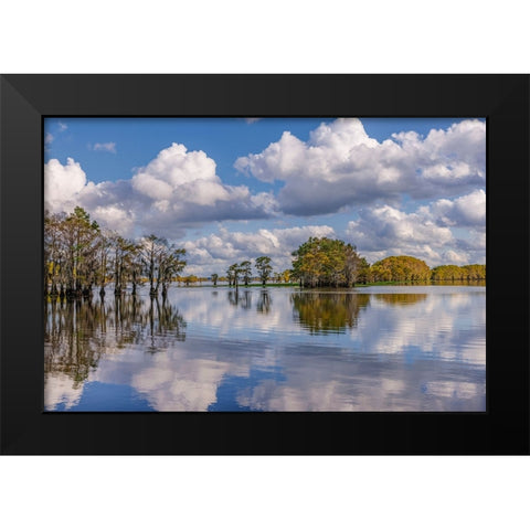 Bald cypress trees in autumn reflected on lake Caddo Lake-Uncertain-Texas Black Modern Wood Framed Art Print by Jones, Adam