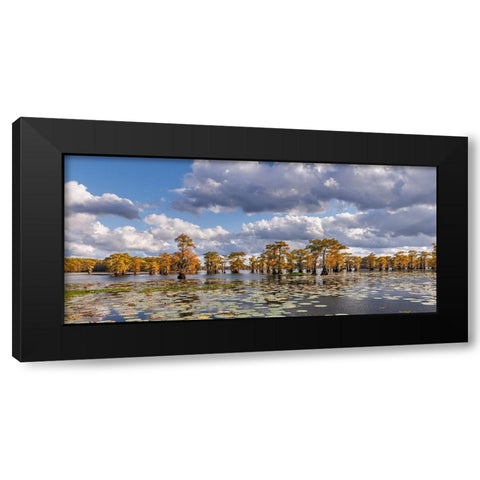 Bald cypress trees in autumn and lily-ads Caddo Lake-Uncertain-Texas Black Modern Wood Framed Art Print with Double Matting by Jones, Adam