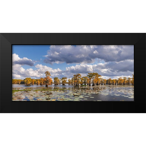 Bald cypress trees in autumn and lily-ads Caddo Lake-Uncertain-Texas Black Modern Wood Framed Art Print by Jones, Adam