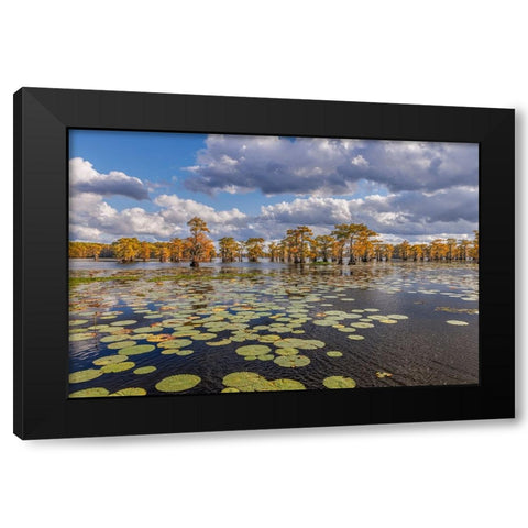 Bald cypress trees in autumn and lily-ads Caddo Lake-Uncertain-Texas Black Modern Wood Framed Art Print by Jones, Adam