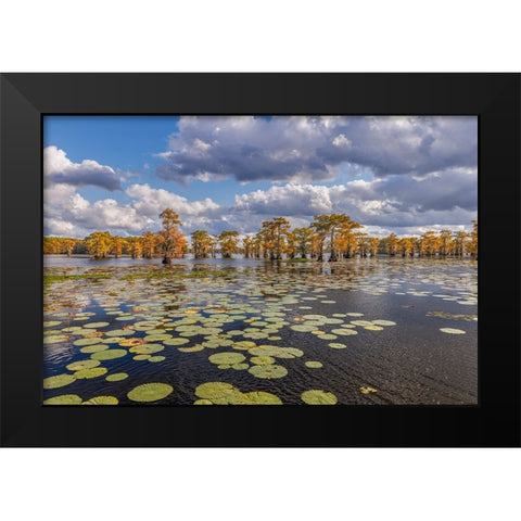 Bald cypress trees in autumn and lily-ads Caddo Lake-Uncertain-Texas Black Modern Wood Framed Art Print by Jones, Adam