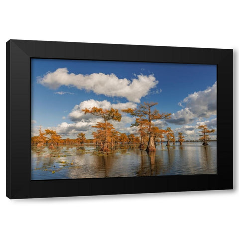 Bald cypress trees in autumn reflected on lake Caddo Lake-Uncertain-Texas Black Modern Wood Framed Art Print by Jones, Adam