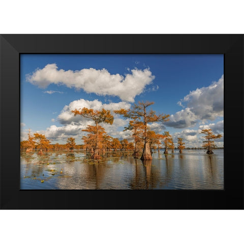 Bald cypress trees in autumn reflected on lake Caddo Lake-Uncertain-Texas Black Modern Wood Framed Art Print by Jones, Adam