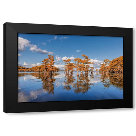 Bald cypress trees in autumn reflected on lake Caddo Lake-Uncertain-Texas Black Modern Wood Framed Art Print by Jones, Adam