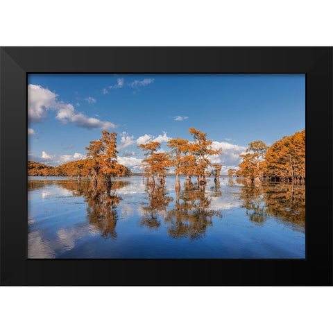 Bald cypress trees in autumn reflected on lake Caddo Lake-Uncertain-Texas Black Modern Wood Framed Art Print by Jones, Adam