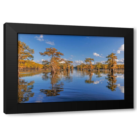 Bald cypress trees in autumn reflected on lake Caddo Lake-Uncertain-Texas Black Modern Wood Framed Art Print by Jones, Adam