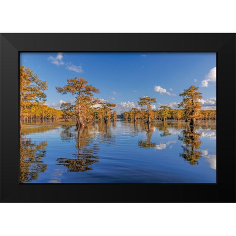 Bald cypress trees in autumn reflected on lake Caddo Lake-Uncertain-Texas Black Modern Wood Framed Art Print by Jones, Adam
