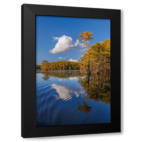 Bald cypress trees in autumn reflected on lake Caddo Lake-Uncertain-Texas Black Modern Wood Framed Art Print by Jones, Adam