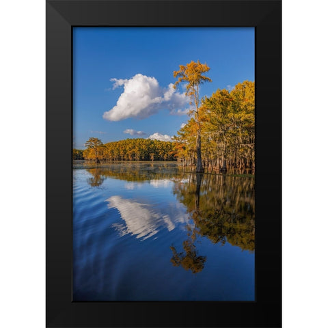 Bald cypress trees in autumn reflected on lake Caddo Lake-Uncertain-Texas Black Modern Wood Framed Art Print by Jones, Adam