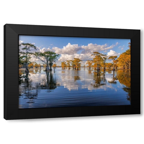 Bald cypress trees in autumn reflected on lake Caddo Lake-Uncertain-Texas Black Modern Wood Framed Art Print with Double Matting by Jones, Adam