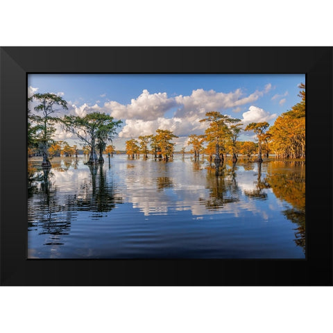 Bald cypress trees in autumn reflected on lake Caddo Lake-Uncertain-Texas Black Modern Wood Framed Art Print by Jones, Adam