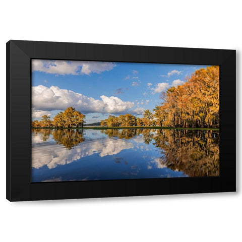 Bald cypress trees in autumn reflected on lake Caddo Lake-Uncertain-Texas Black Modern Wood Framed Art Print by Jones, Adam