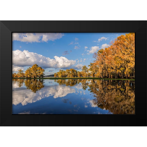 Bald cypress trees in autumn reflected on lake Caddo Lake-Uncertain-Texas Black Modern Wood Framed Art Print by Jones, Adam