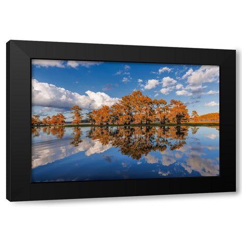 Bald cypress trees in autumn reflected on lake Caddo Lake-Uncertain-Texas Black Modern Wood Framed Art Print by Jones, Adam