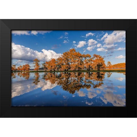 Bald cypress trees in autumn reflected on lake Caddo Lake-Uncertain-Texas Black Modern Wood Framed Art Print by Jones, Adam