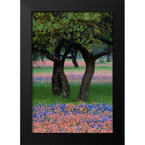 TX, Hill Country, Texas flowers and Dancing Trees Black Modern Wood Framed Art Print by Rotenberg, Nancy