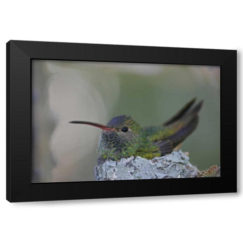 TX, Raymondville Buff-bellied hummingbird sits Black Modern Wood Framed Art Print with Double Matting by Morris, Arthur