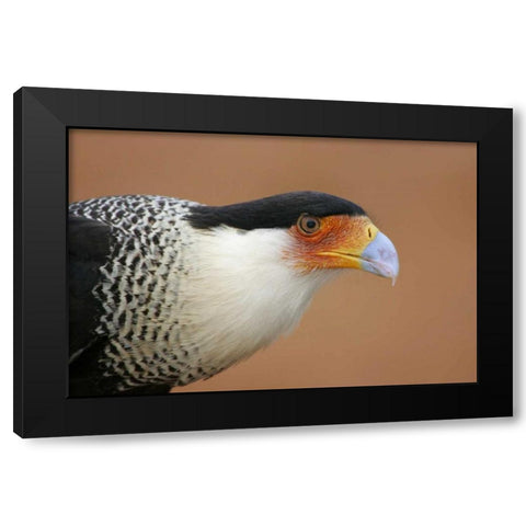 TX, Linn Crested caracara head against red dirt Black Modern Wood Framed Art Print by Morris, Arthur