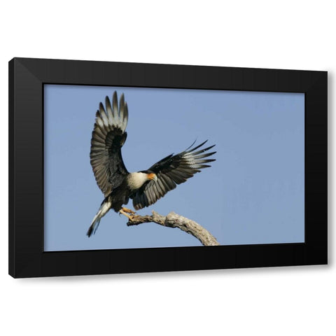 TX, Linn, Cozad Ranch Crested caracara landing Black Modern Wood Framed Art Print with Double Matting by Morris, Arthur