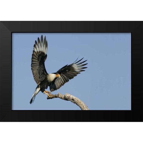 TX, Linn, Cozad Ranch Crested caracara landing Black Modern Wood Framed Art Print by Morris, Arthur