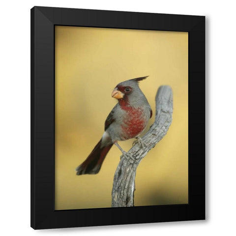Texas, Roma Phyrrhuloxia bird on tree branch Black Modern Wood Framed Art Print with Double Matting by Morris, Arthur