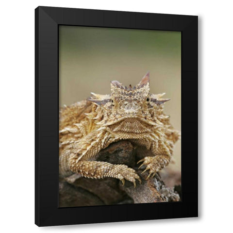 TX, Linn, Cozad Ranch Horned lizard on a stump Black Modern Wood Framed Art Print by Morris, Arthur