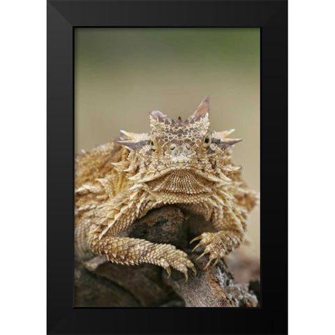 TX, Linn, Cozad Ranch Horned lizard on a stump Black Modern Wood Framed Art Print by Morris, Arthur