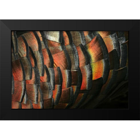 TX, Hidalgo Co Wild turkey feather Black Modern Wood Framed Art Print by Morris, Arthur