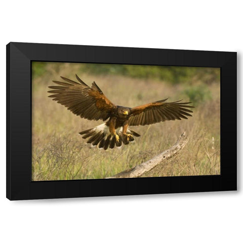 TX, Edinburgh Harris hawk in flight landing Black Modern Wood Framed Art Print by Welling, Dave
