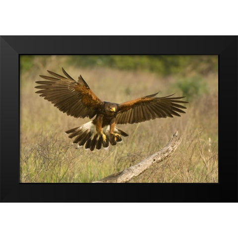 TX, Edinburgh Harris hawk in flight landing Black Modern Wood Framed Art Print by Welling, Dave