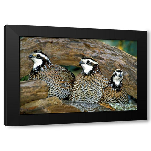 TX, McAllen Northern bobwhite males under log Black Modern Wood Framed Art Print by Welling, Dave