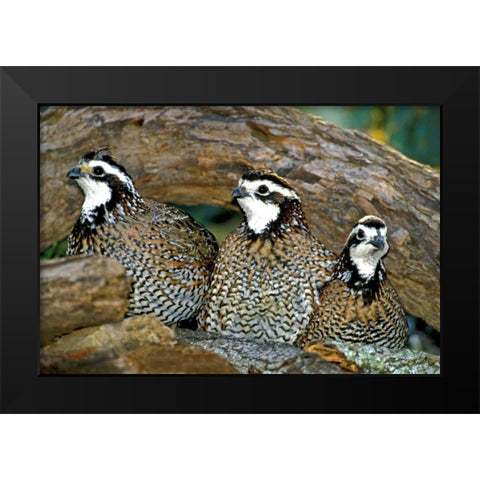 TX, McAllen Northern bobwhite males under log Black Modern Wood Framed Art Print by Welling, Dave
