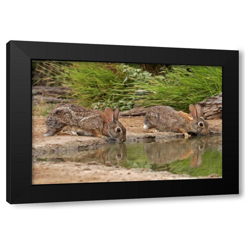 TX, Starr Co, Pair of cottontail rabbits drink Black Modern Wood Framed Art Print by Illg, Cathy and Gordon