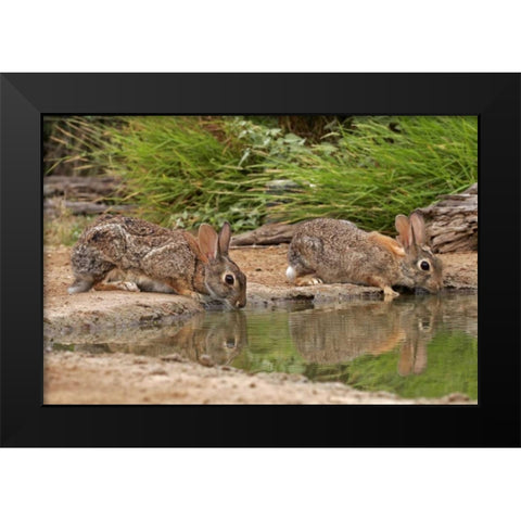 TX, Starr Co, Pair of cottontail rabbits drink Black Modern Wood Framed Art Print by Illg, Cathy and Gordon