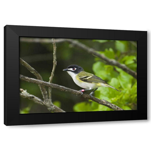 TX, Balcones Canyonlands NWR Black-capped vireo Black Modern Wood Framed Art Print by Welling, Dave