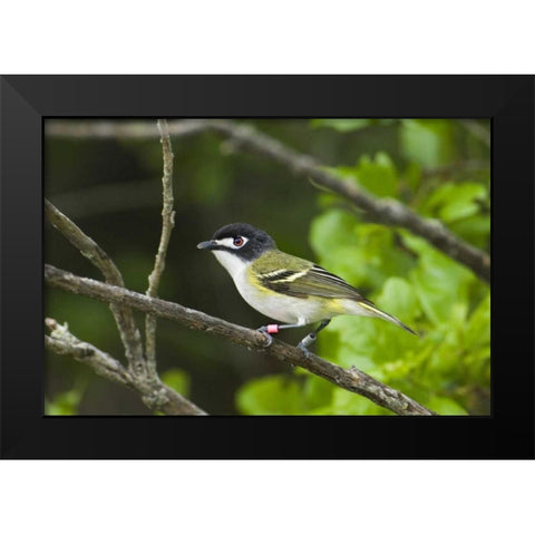TX, Balcones Canyonlands NWR Black-capped vireo Black Modern Wood Framed Art Print by Welling, Dave