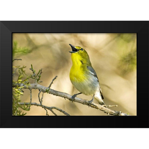 TX, Balcones Canyon Yellow-throated vireo sings Black Modern Wood Framed Art Print by Welling, Dave