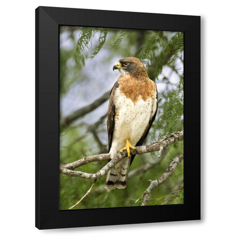 TX, Edinburgh Swainsons hawk on tree limb Black Modern Wood Framed Art Print by Welling, Dave