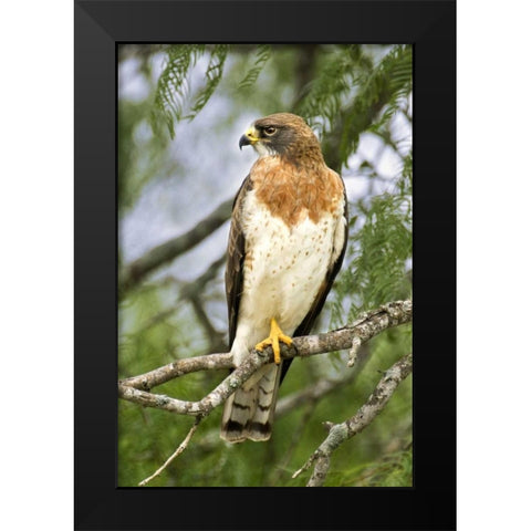TX, Edinburgh Swainsons hawk on tree limb Black Modern Wood Framed Art Print by Welling, Dave