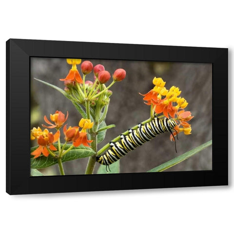 TX, Hill Country Monarch butterfly caterpillar Black Modern Wood Framed Art Print by Welling, Dave