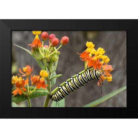 TX, Hill Country Monarch butterfly caterpillar Black Modern Wood Framed Art Print by Welling, Dave