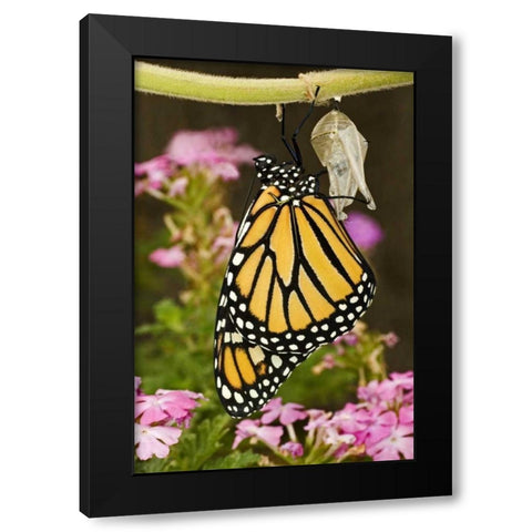 TX, Hill Country Monarch butterfly just hatched Black Modern Wood Framed Art Print with Double Matting by Welling, Dave